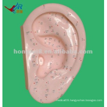 Vivid 40cm Ear Model for Acupuncture,acupuncture ear point